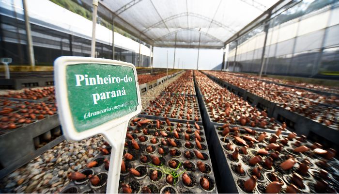 Foto: Denis Ferreira Netto/SEDEST Paraná supera 13,2 milhões de mudas distribuídas: conheças as espécies mais procuradas